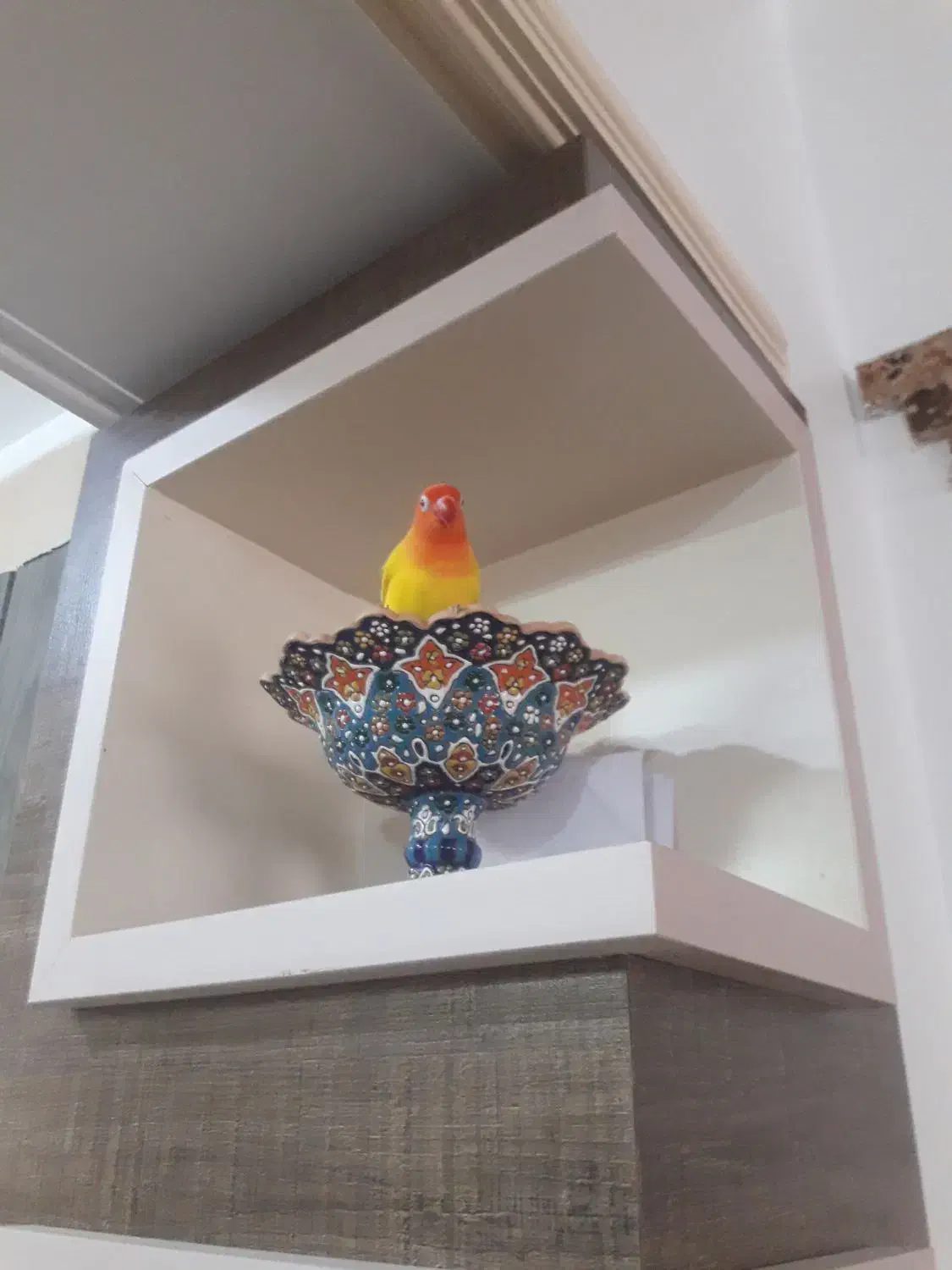 یک جفت طوطی برزیلی مولد|پرنده|قائم‌شهر, |دیوار