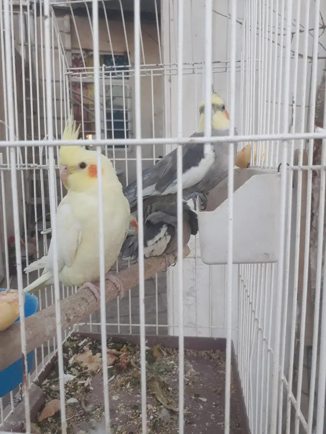 عروس هلندی دستی وتعدادی کبوتر|پرنده|قدس, شهرقدس|دیوار