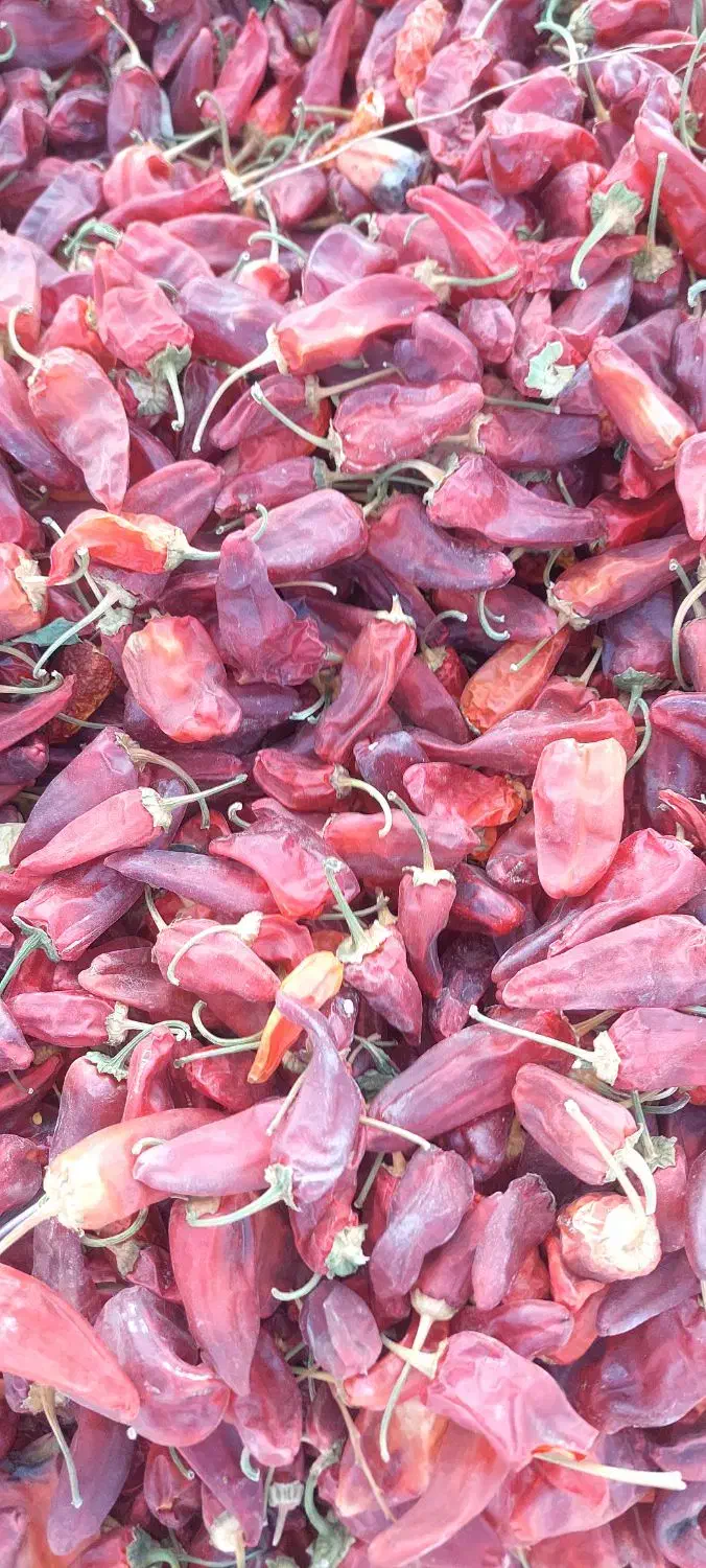 فلفل قرمز|خوردنی و آشامیدنی|سبزوار, امیریه|دیوار