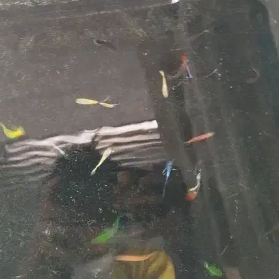 فروش ماهی زینتی|ماهی|دهلران, |دیوار