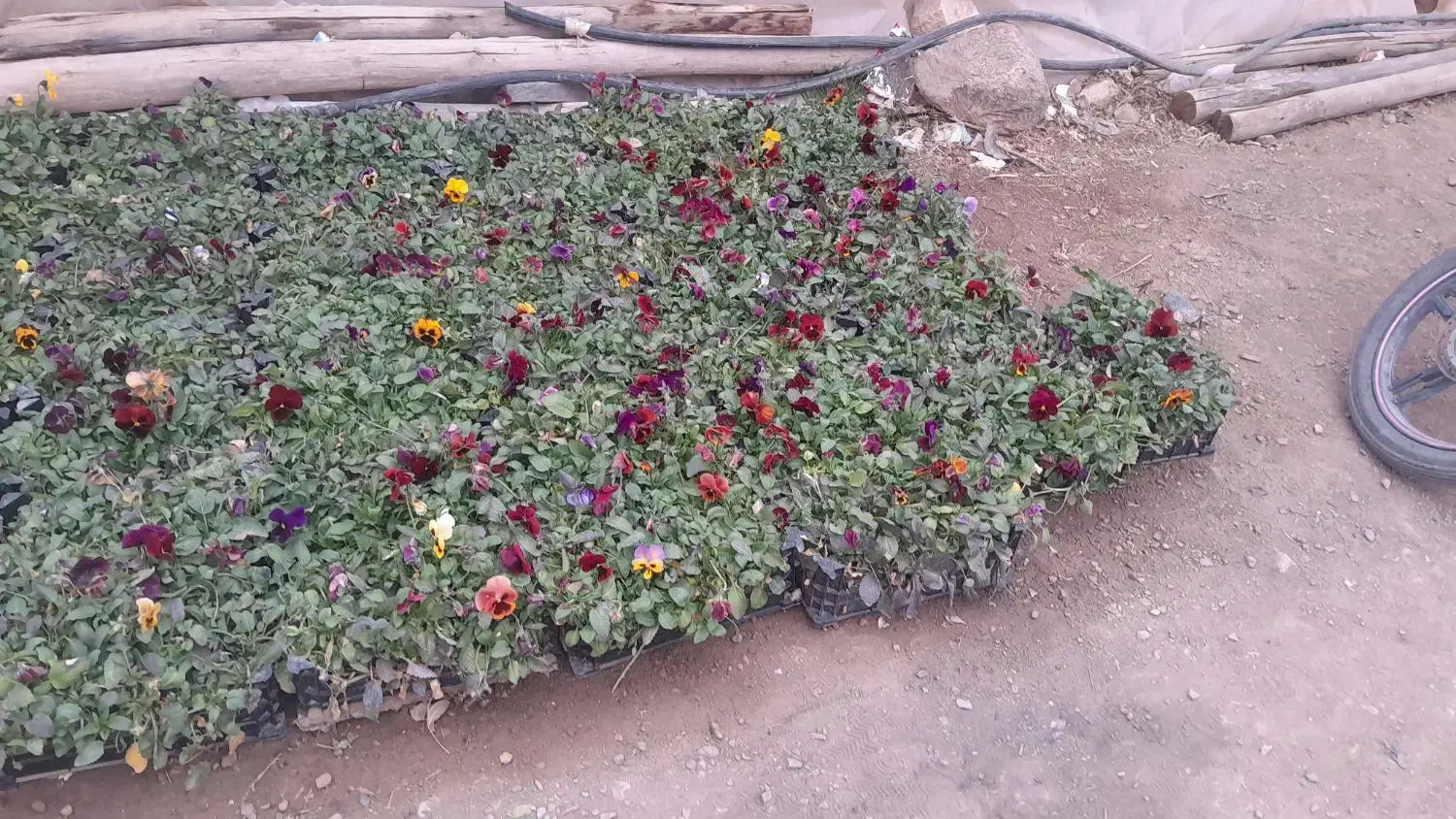 فروش عمده و تکی|گل و گیاه طبیعی|محلات, |دیوار