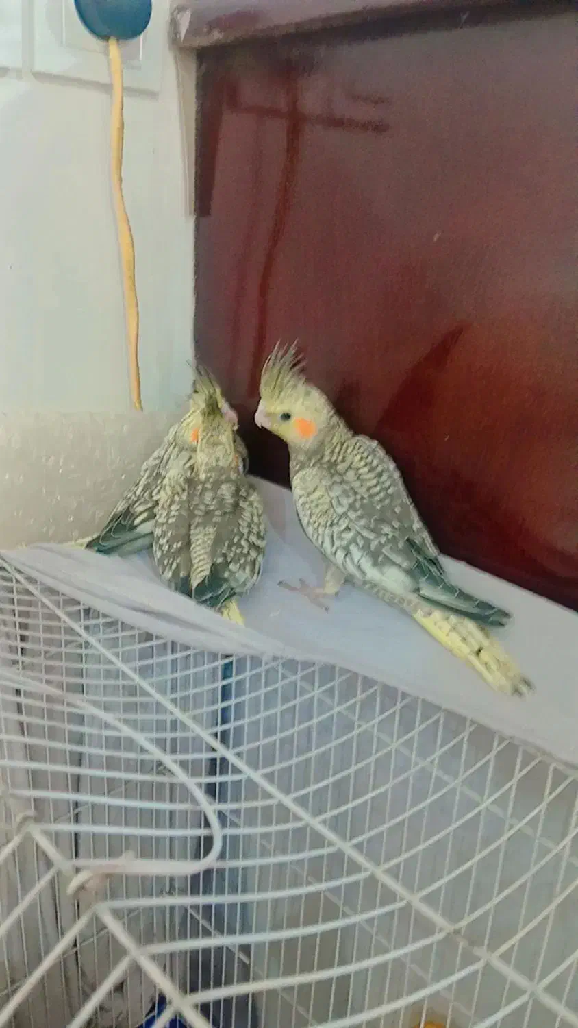 جوجه عروس هلندی|پرنده|اراک, |دیوار