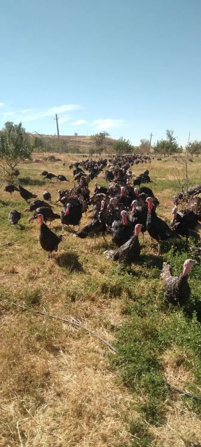 فروش بوقلمون محلی واُرگانیک|حیوانات مزرعه|چاراویماق, |دیوار