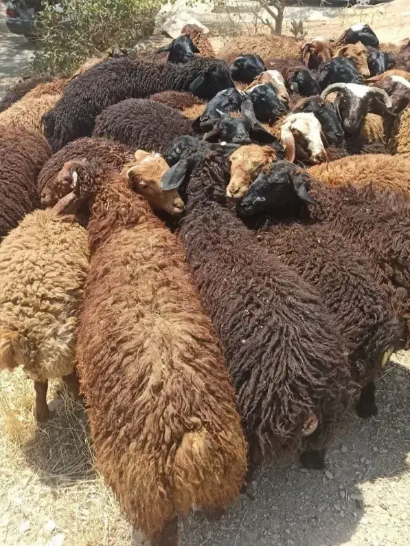 بره چاق کم دنبه|حیوانات مزرعه|مشهد, بلال|دیوار