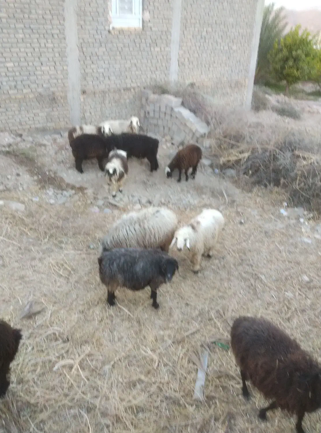 فروش 10عدد بره نر و ماده|حیوانات مزرعه|شیراز, باغشهر قصر سبز|دیوار