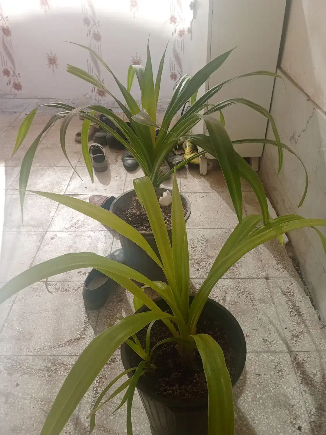 گل نخل مرداب وپتوس|گل و گیاه طبیعی|سبزوار, جوادیه غربی|دیوار