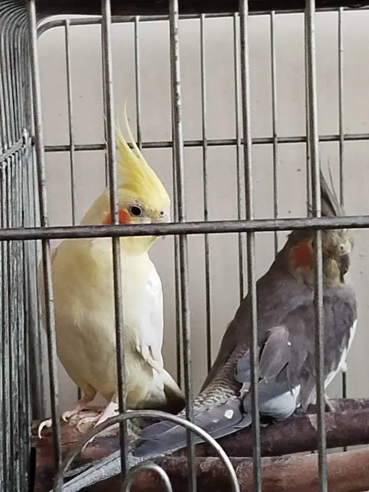 عروس هلندی|پرنده|اصفهان, مسجد مصلی|دیوار