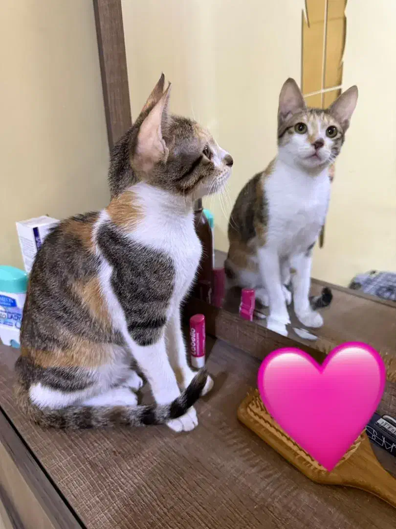 گربه ۴ ماهه|گربه|کیش, |دیوار