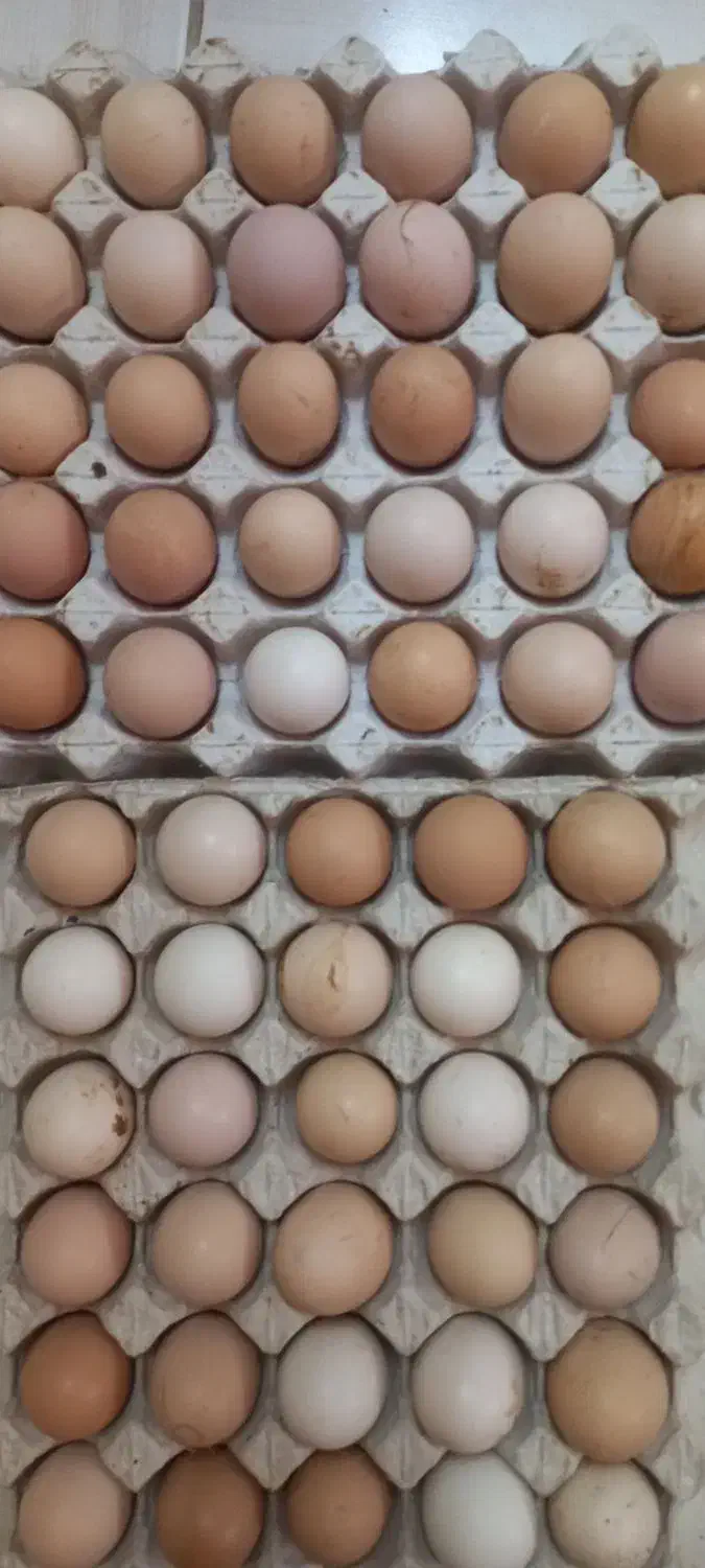 تخم مرغ نطفه دار محلی|حیوانات مزرعه|زنجان, |دیوار