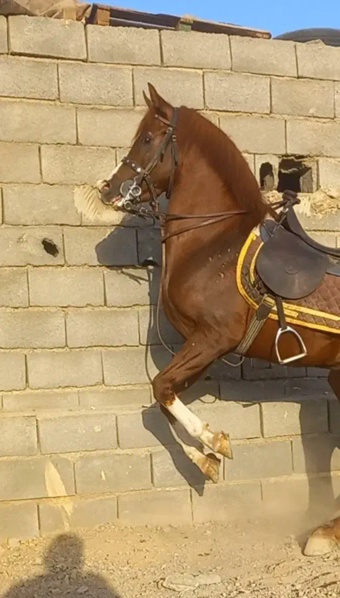 کره نریان عرب یکسر|اسب و تجهیزات اسب‌سواری|مهریز, |دیوار