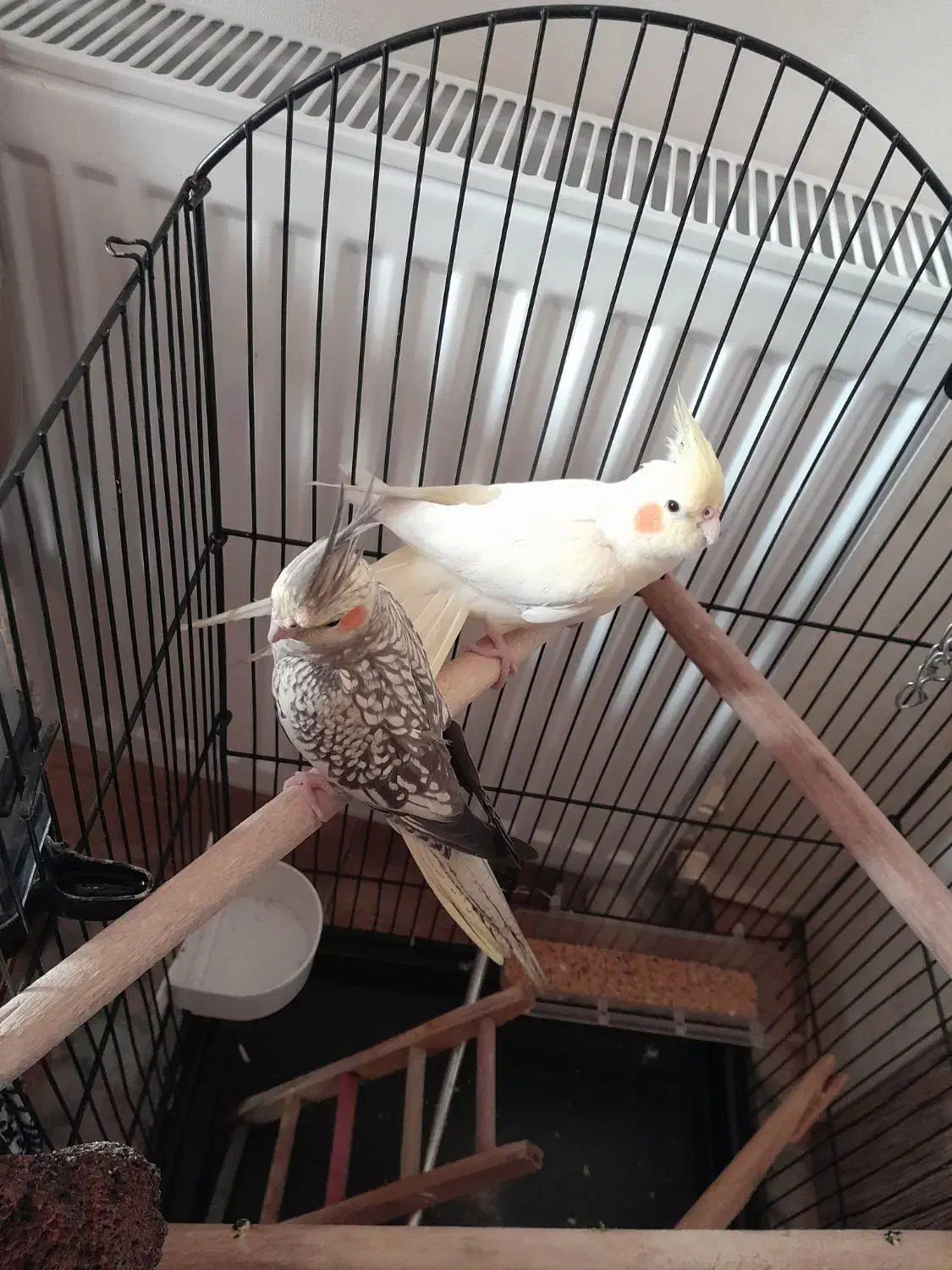 عروس هلندی|پرنده|چهاردانگه (تهران), |دیوار