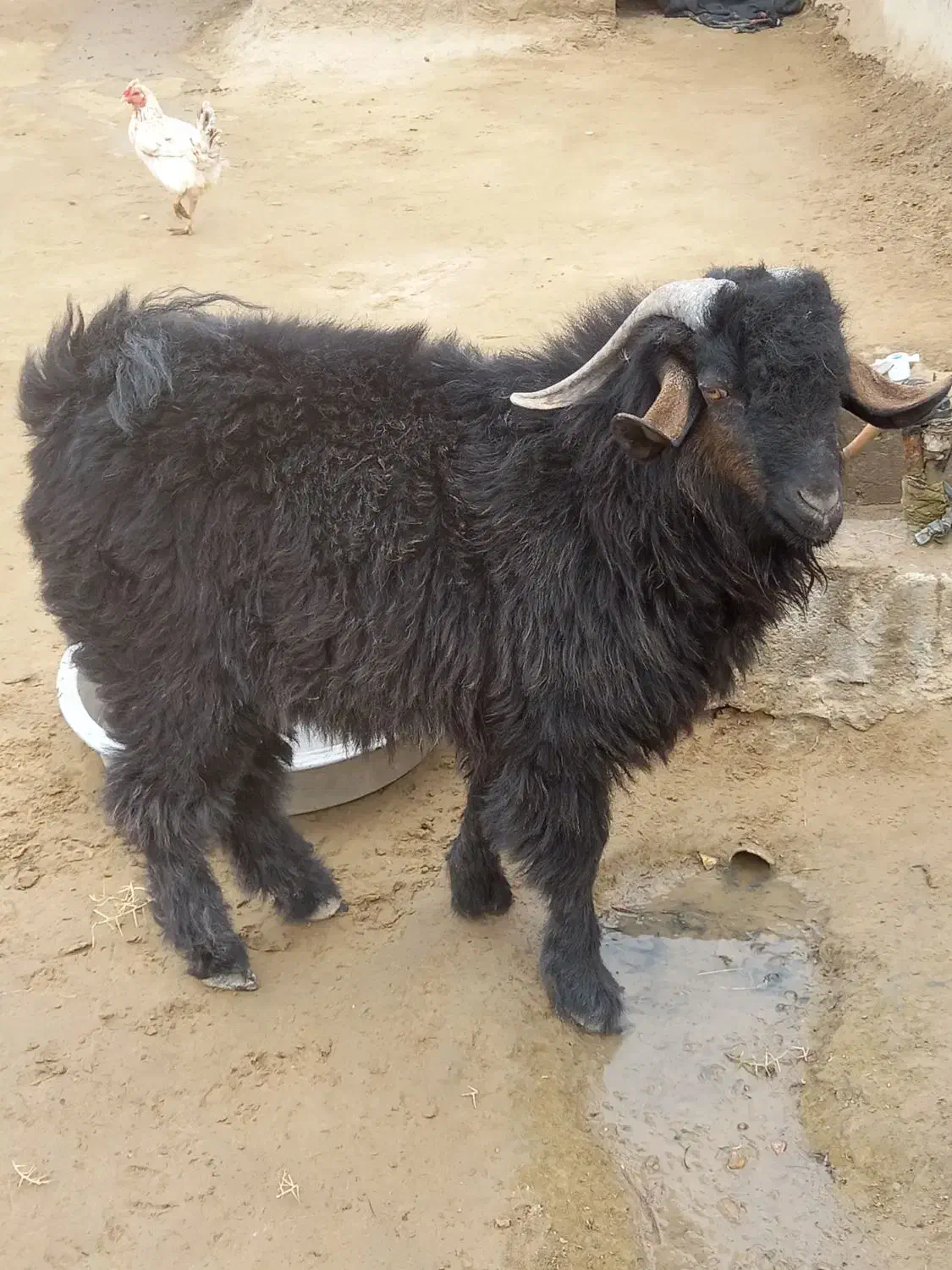 بز نر جوان|حیوانات مزرعه|هامون, |دیوار