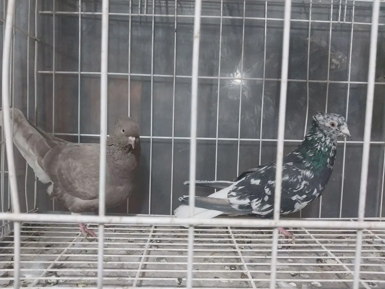 سلام خدمت دوستان چند عدد دم سفید|پرنده|شاهین‌شهر, شهرک گلدیس|دیوار