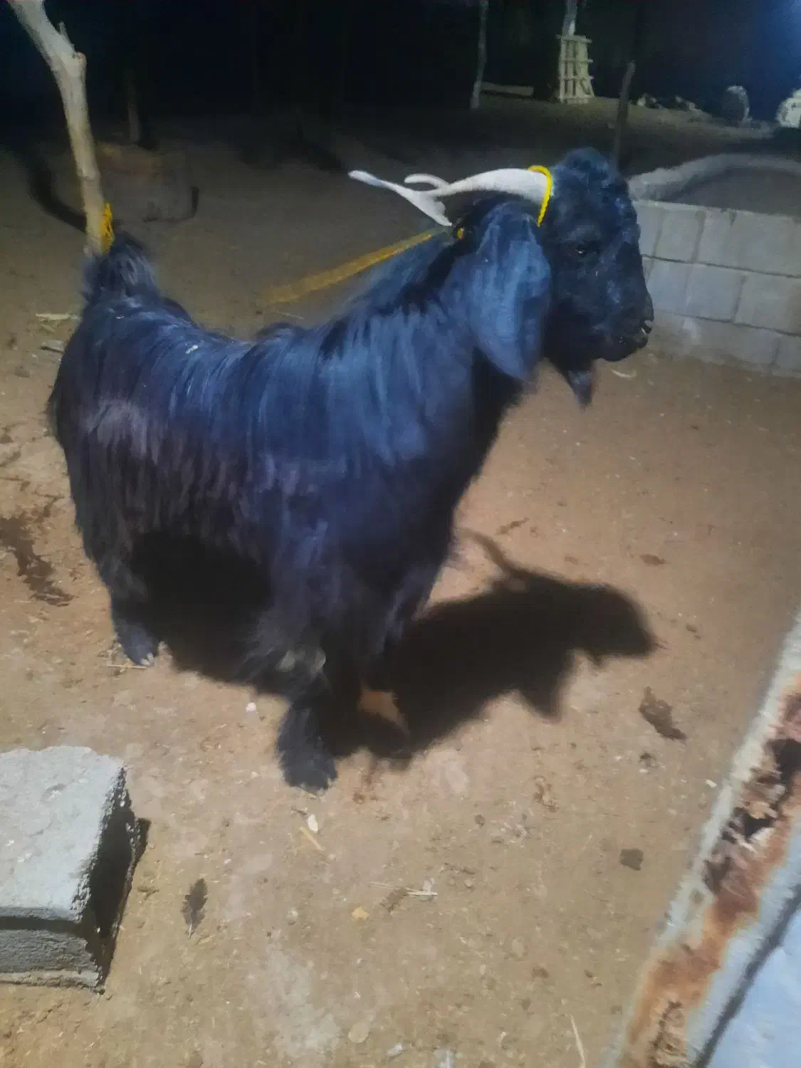 بز نر|حیوانات مزرعه|شادگان, |دیوار