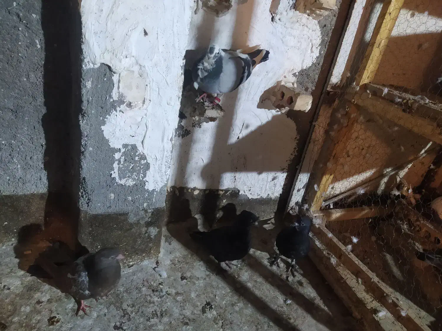 کبوتر جوجه رنگه|حیوانات|مشهد, شهید بهشتی|دیوار