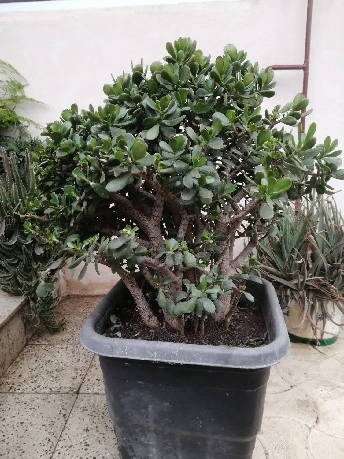 فروش درختچه کراسولا آواتا (یشم)|گل و گیاه طبیعی|اسالم, |دیوار