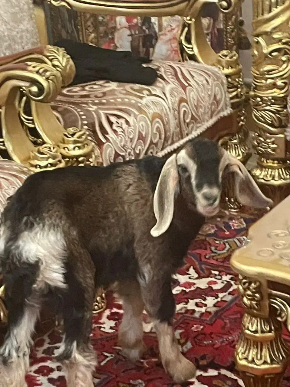 بره نر ۲ماهه|حیوانات مزرعه|تبریز, |دیوار