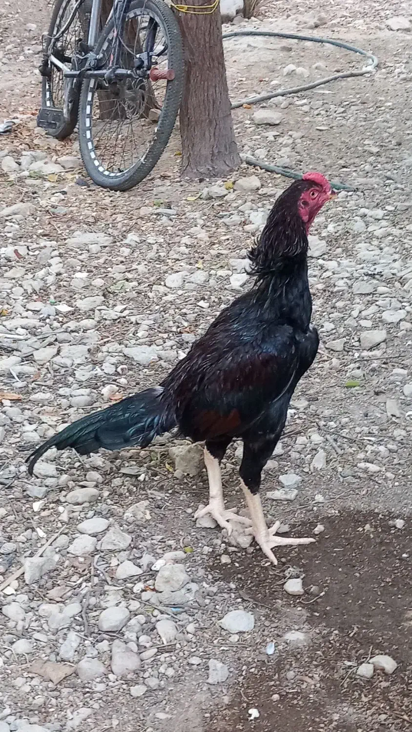 خروس|حیوانات مزرعه|خمیر, |دیوار