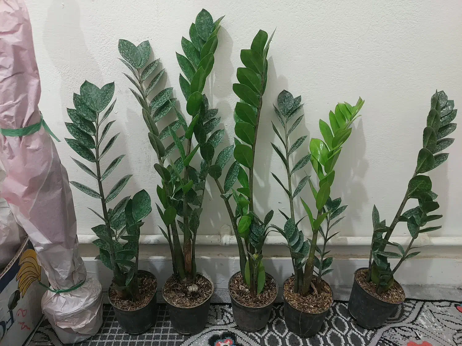 زاموفیلیا حراجی با کیفیت و رشد انفجاری|گل و گیاه طبیعی|کرج, اسلام‌آباد|دیوار