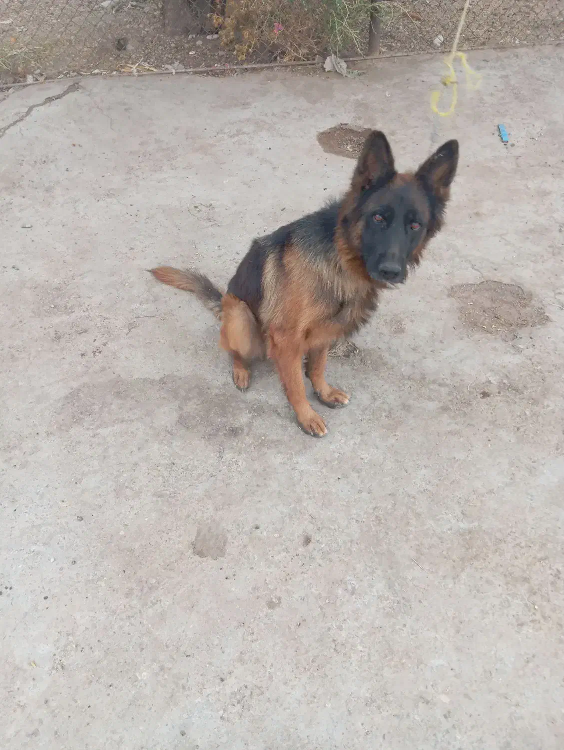 واگذاری سگ|سگ|دزفول, |دیوار