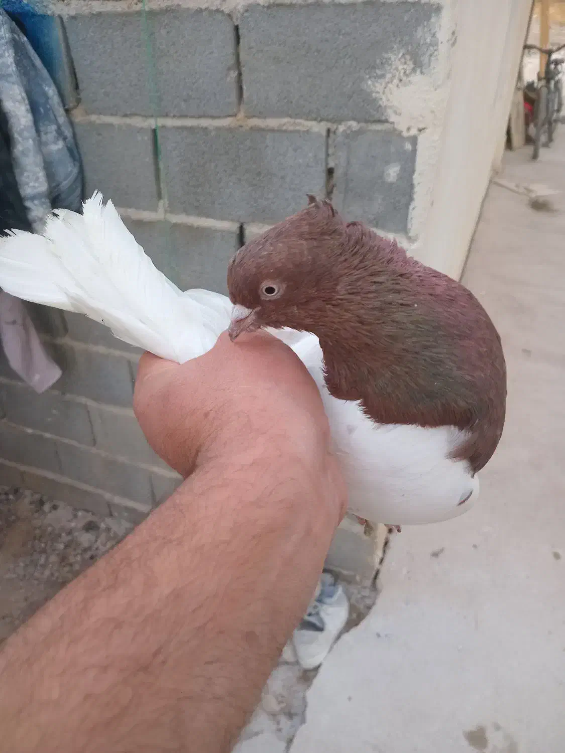 کبوتر کله دار|پرنده|مرودشت, پشت سایپا‎|دیوار