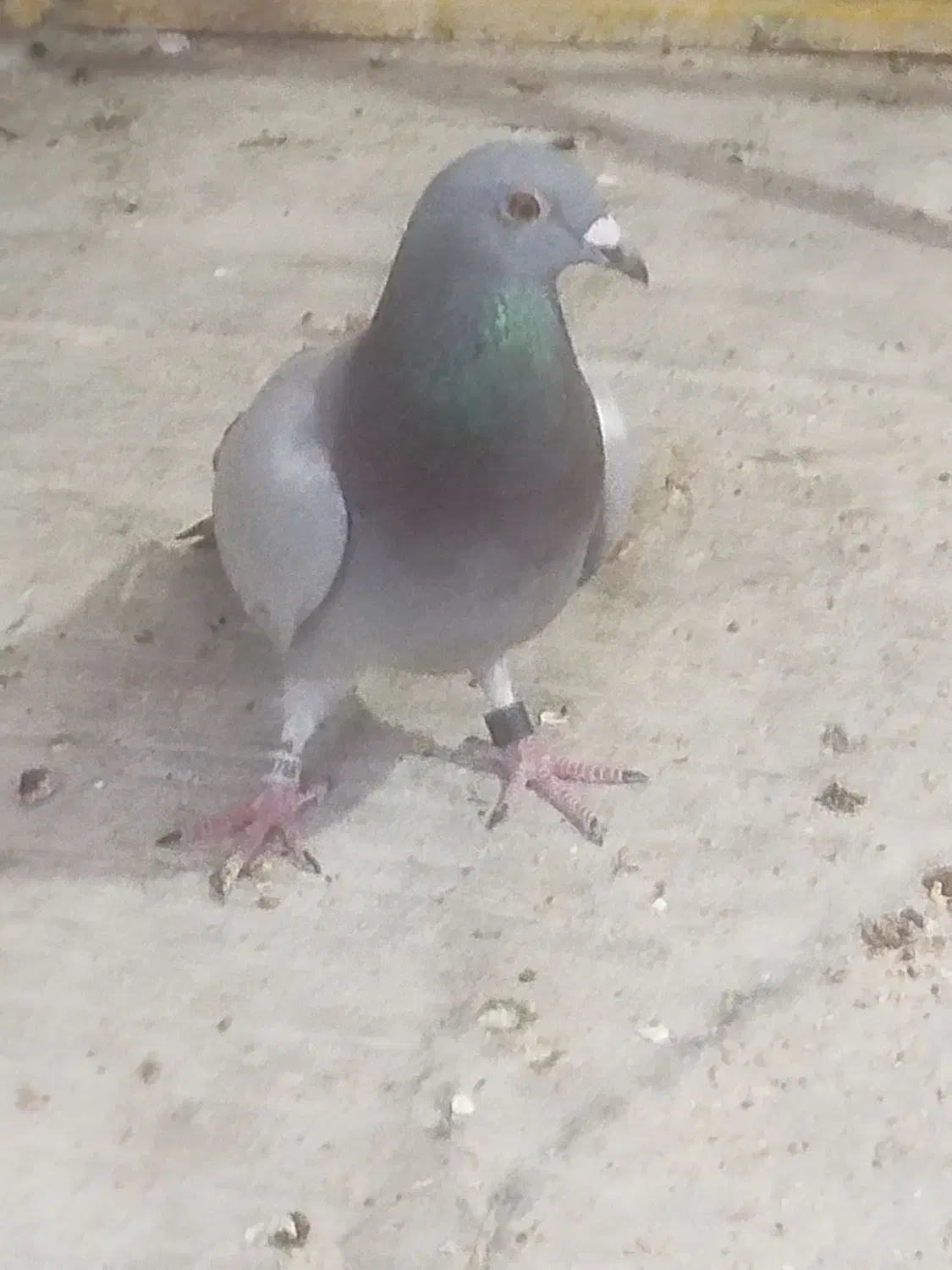 کبوتر پلاکی|حیوانات|اصفهان, دوطفلان|دیوار