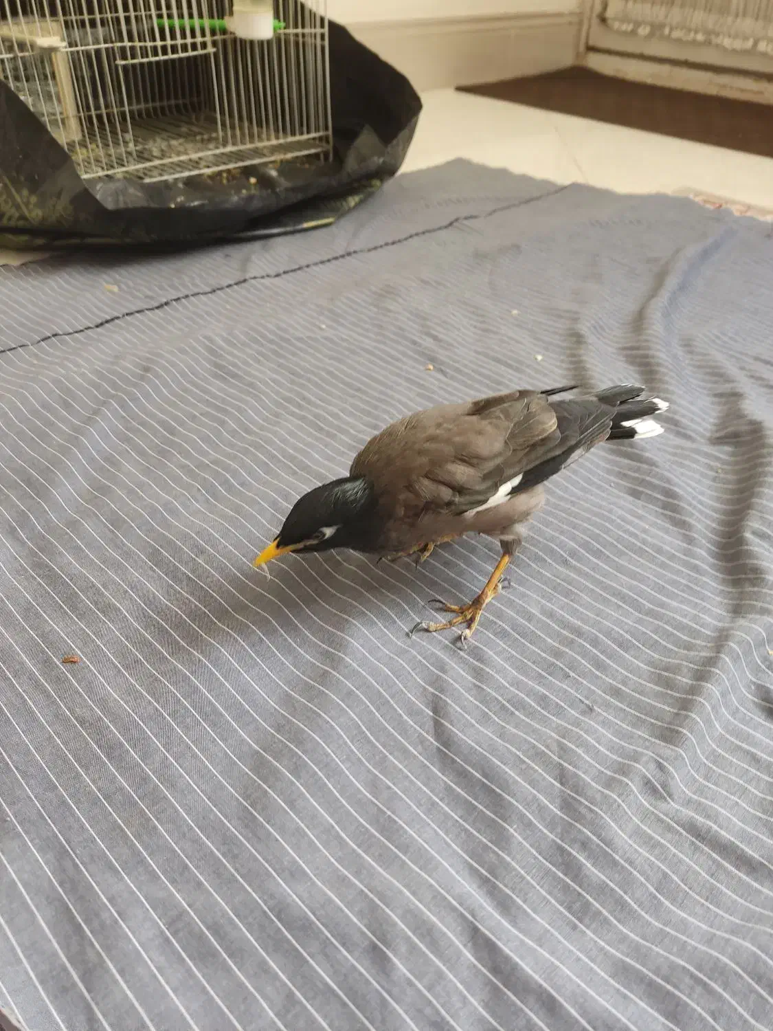 جوجه مینا|پرنده|مشهد, هفده شهریور|دیوار