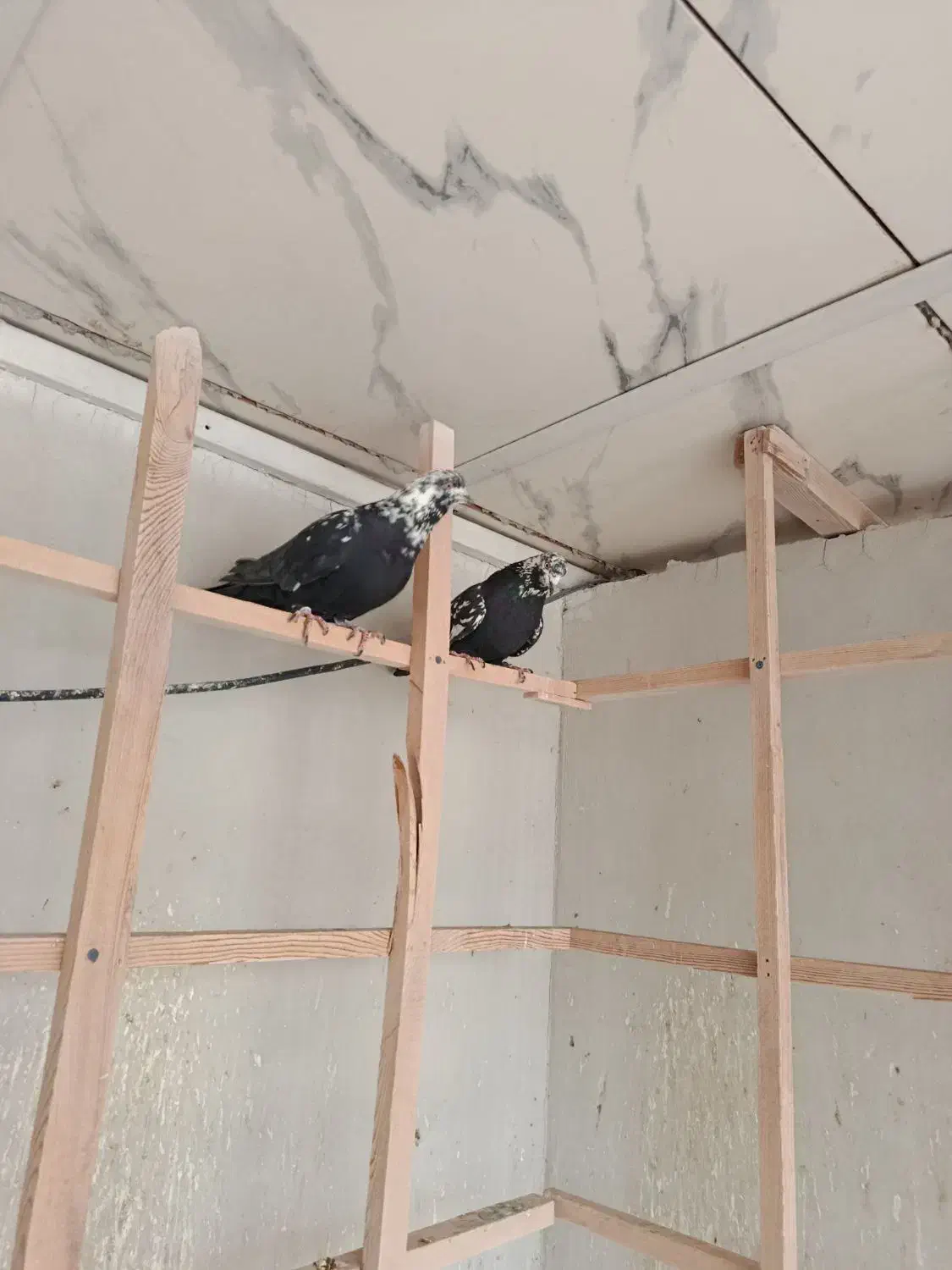 کبوتر کله ماستی گرو|پرنده|شهریار, یوسف آباد صیرفی|دیوار