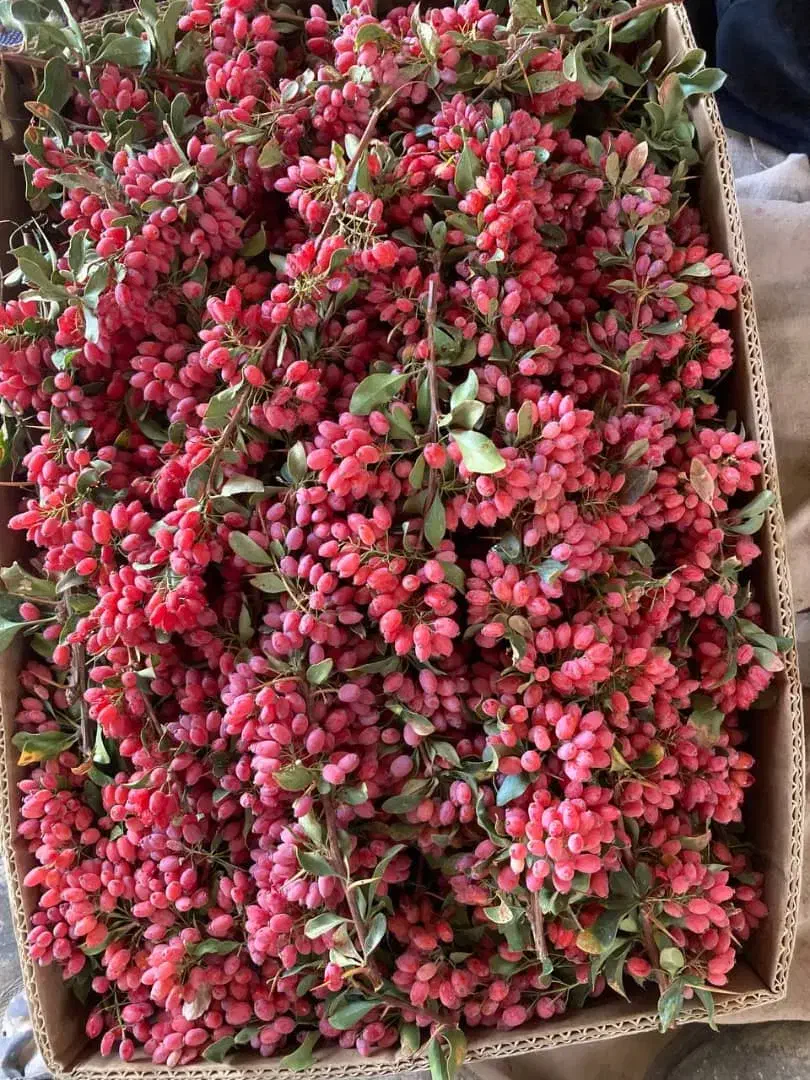 زرشک تازه قائنات|حراج|گرگان, |دیوار