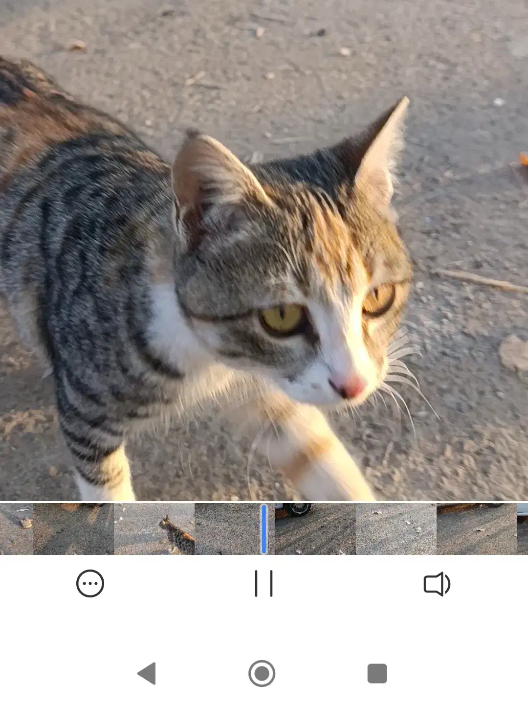 گربه ملوس|گربه|قم, بنیاد|دیوار