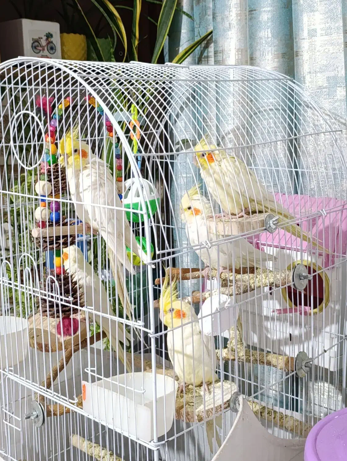 عروس هلندی|پرنده|فردیس, نسترن غربی|دیوار