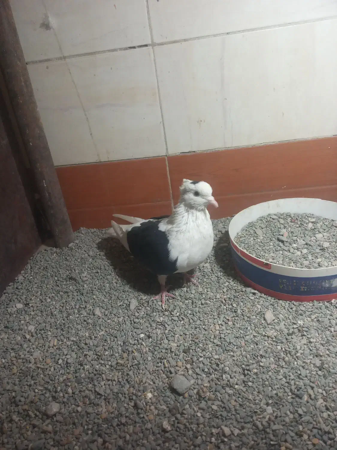 یک جفت پشت مرغوب|پرنده|گلبهار, نوبهار|دیوار