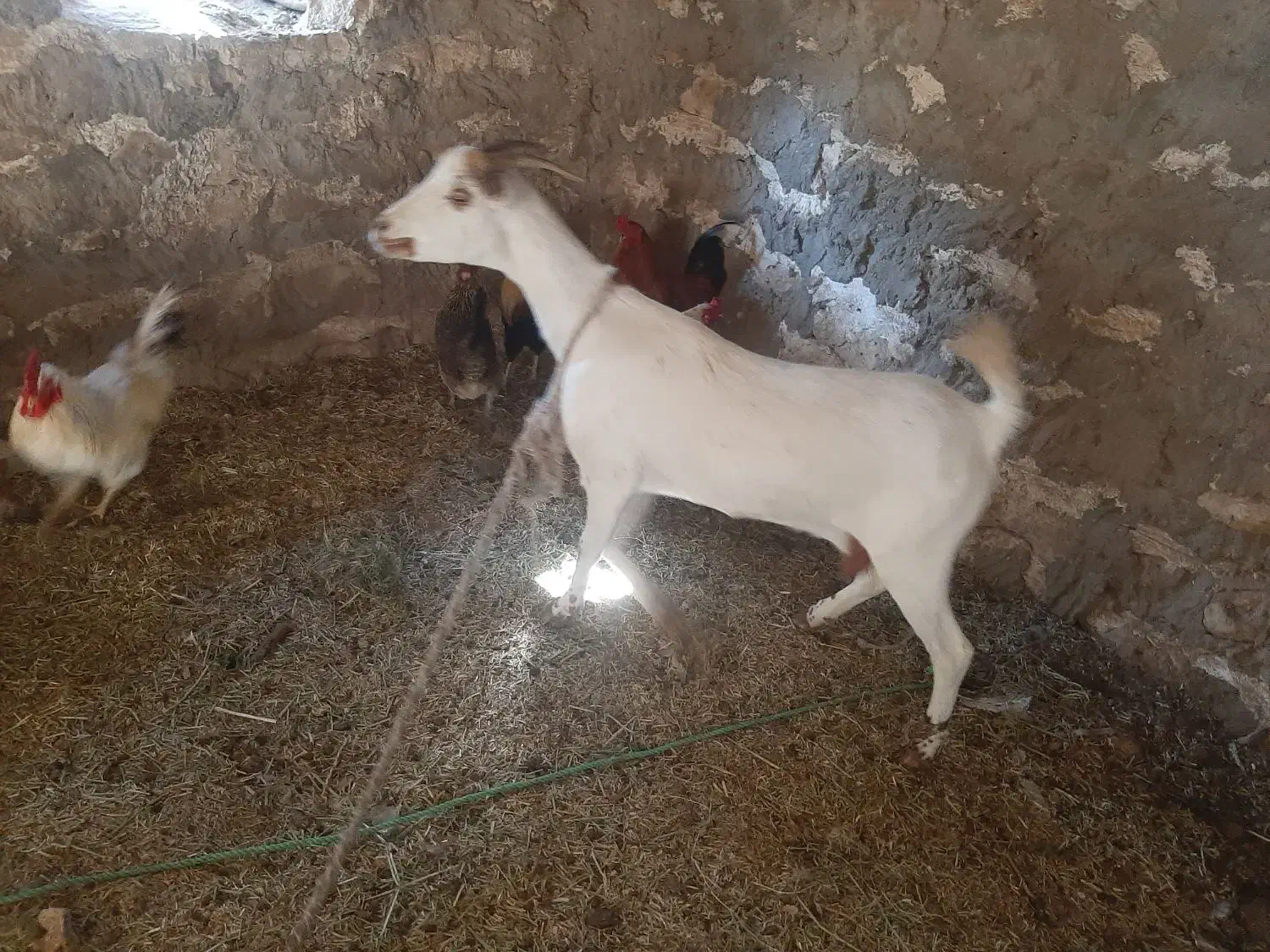 فروش بز چاق ابستن ۴ ماه|حیوانات مزرعه|بستک, |دیوار