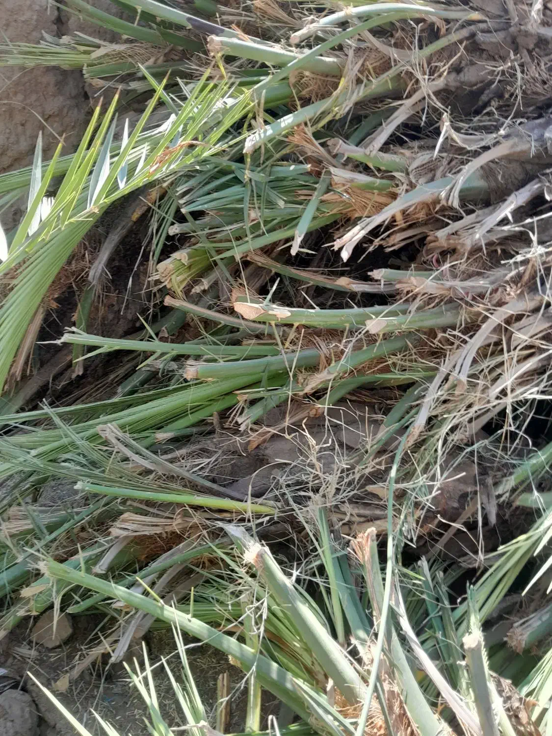 جونگ درخت|گل و گیاه طبیعی|فهرج, |دیوار