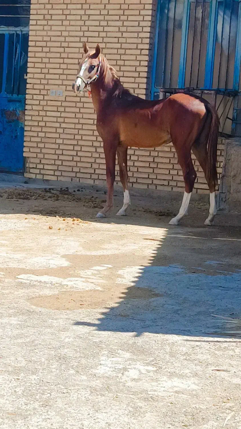 شوش|اسب و تجهیزات اسب‌سواری|کرخه, |دیوار