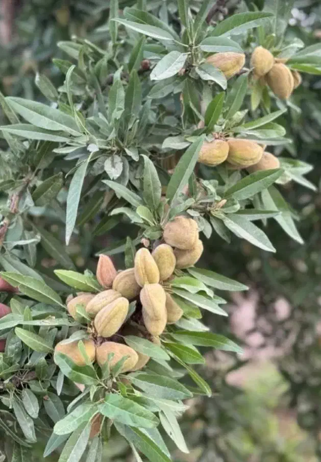 رقم های مختلف نهال مقاوم به سرما درنهالستان|خدمات باغبانی و درختکاری|بروجرد, |دیوار