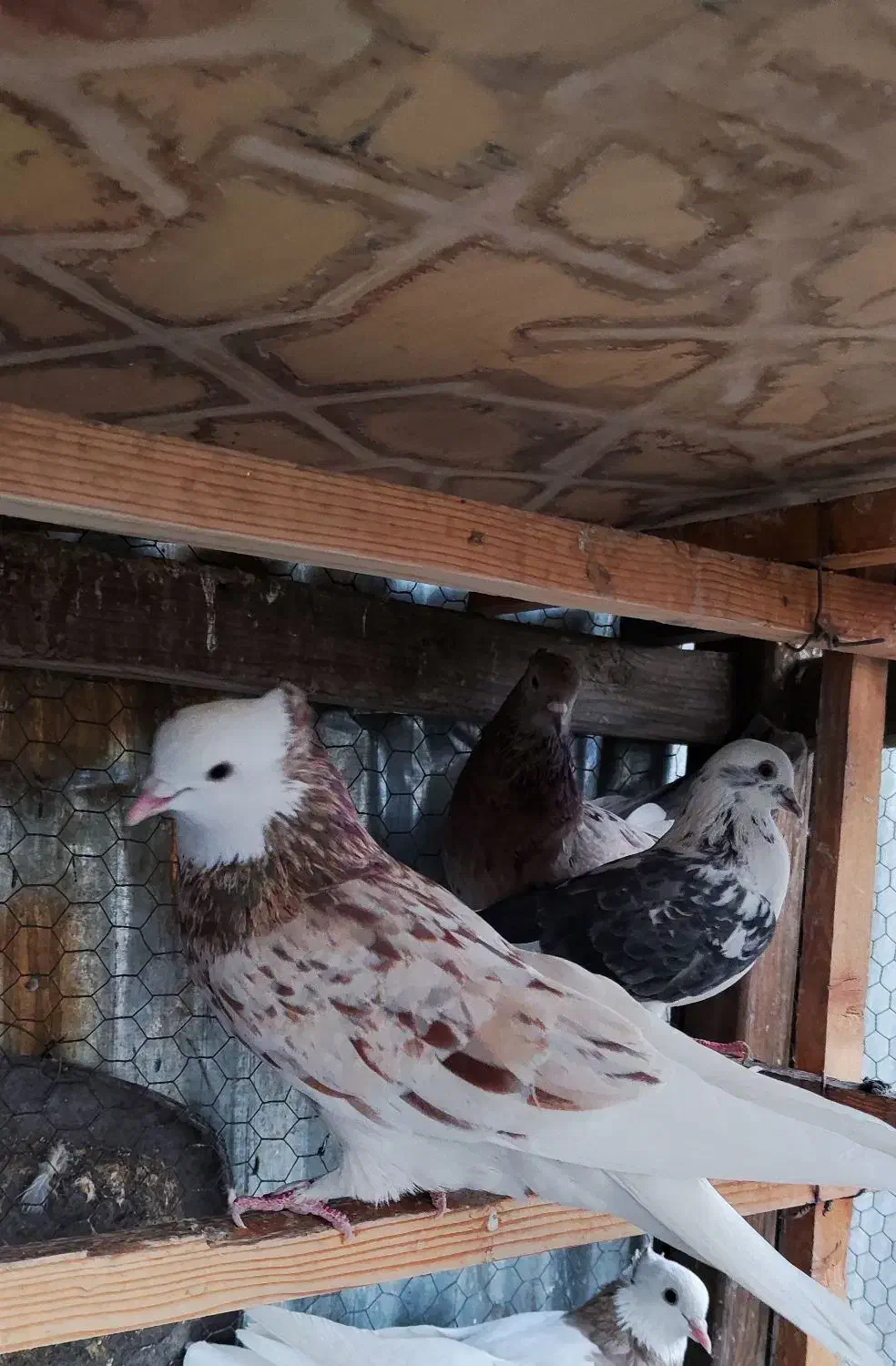 کفتر شازده هما سرور|پرنده|تهران, مشیریه|دیوار