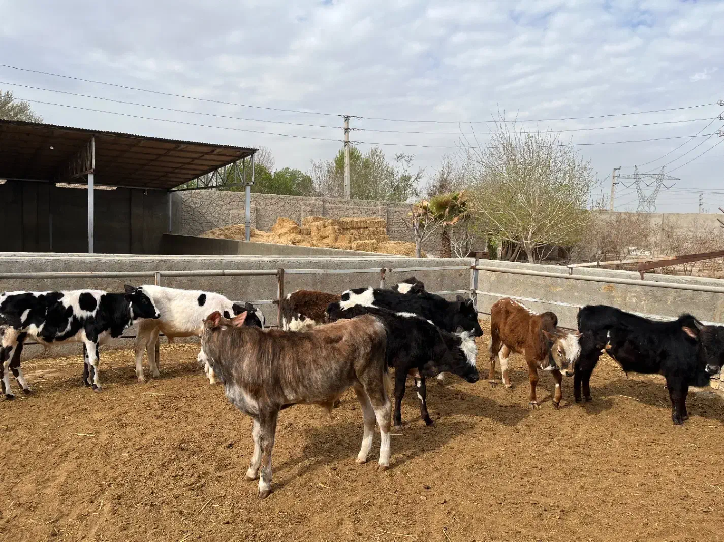 گیلدورگ لاغر|حیوانات مزرعه|جوادآباد, |دیوار