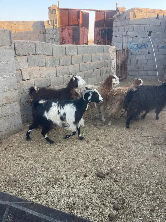 بز کردی ابستن. زرند|حیوانات مزرعه|کرمان, |دیوار