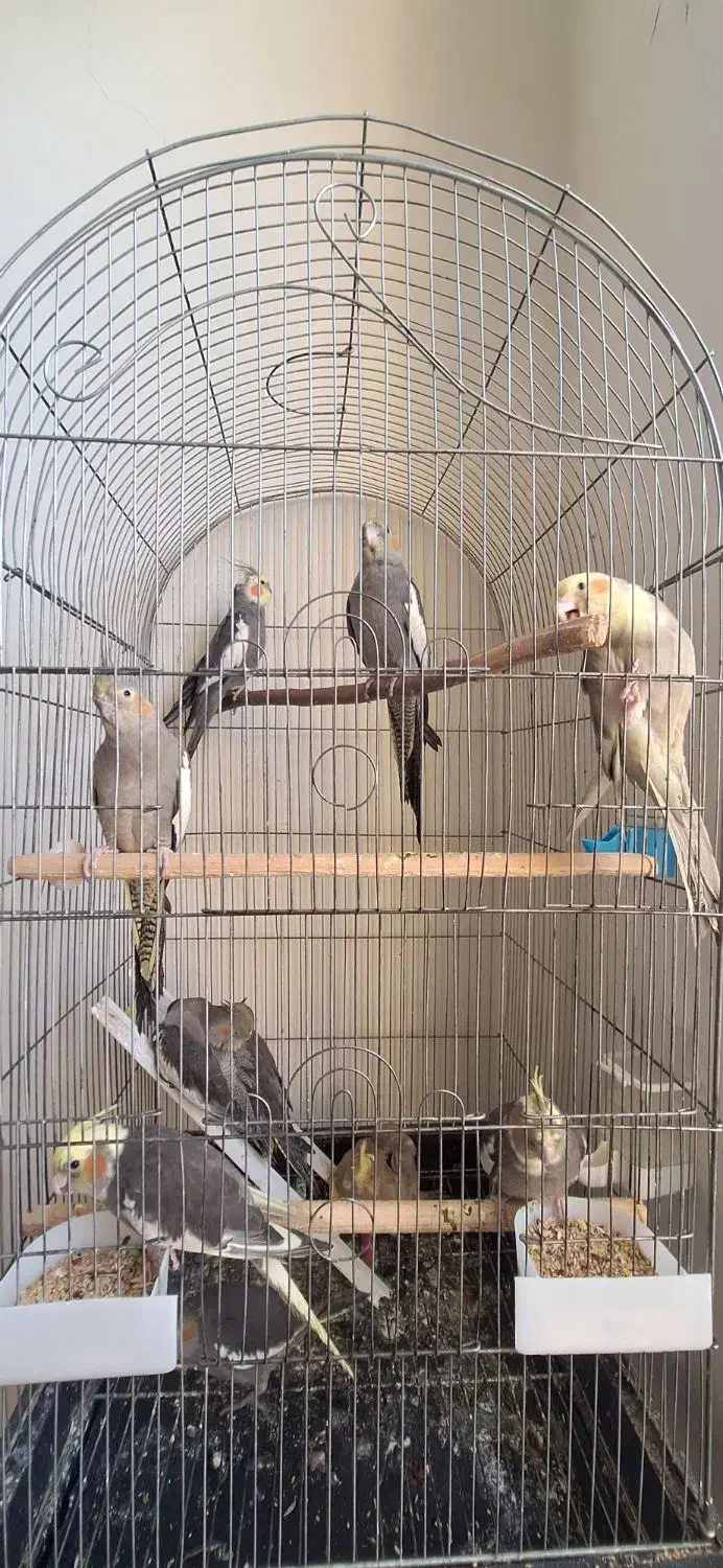 پرنده|پرنده|قم, گلزار|دیوار