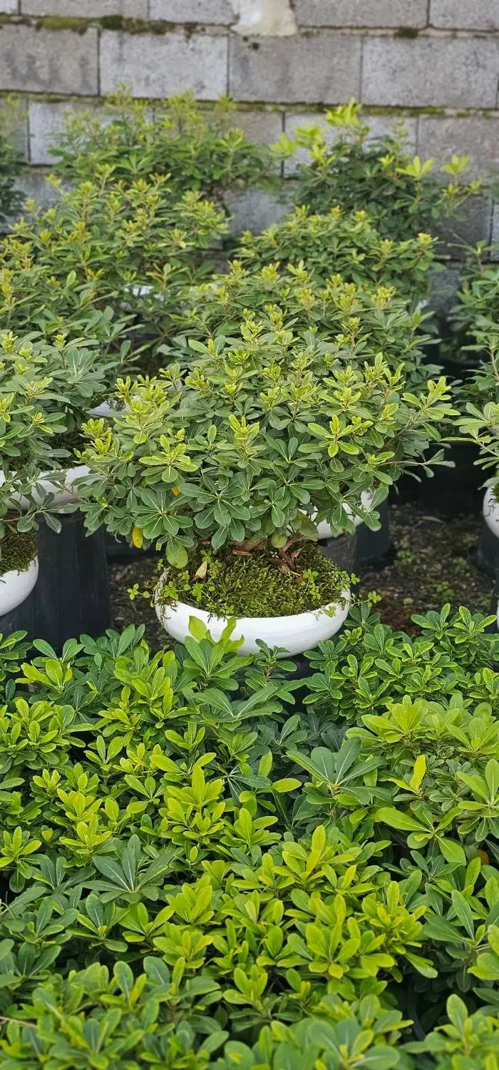 فروش انواع گل سیکاس یوکا یاس هلندی زیتون گلدان|عمدهفروشی|تهران, دهونک|دیوار