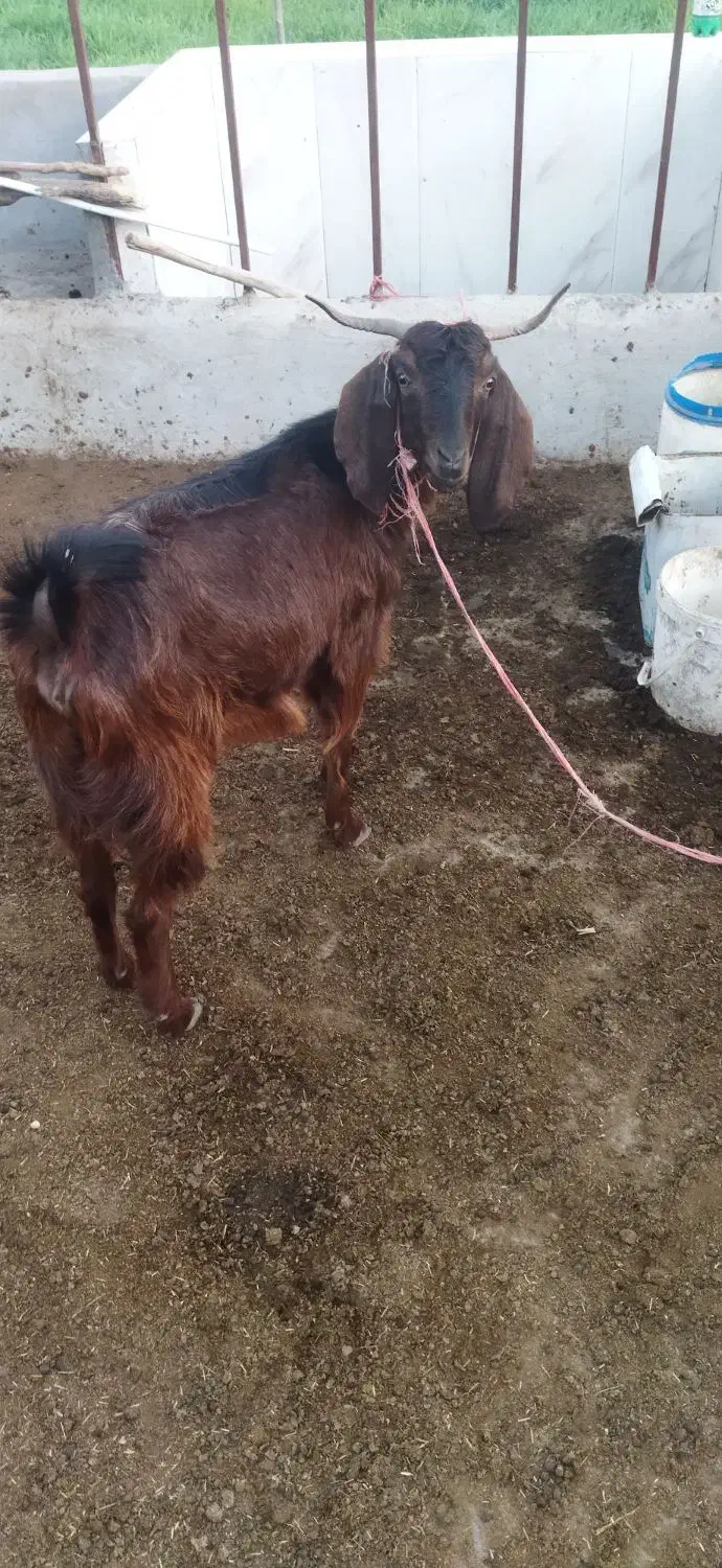 توقلی ماده وبز ابستن|حیوانات مزرعه|سیمین شهر, |دیوار