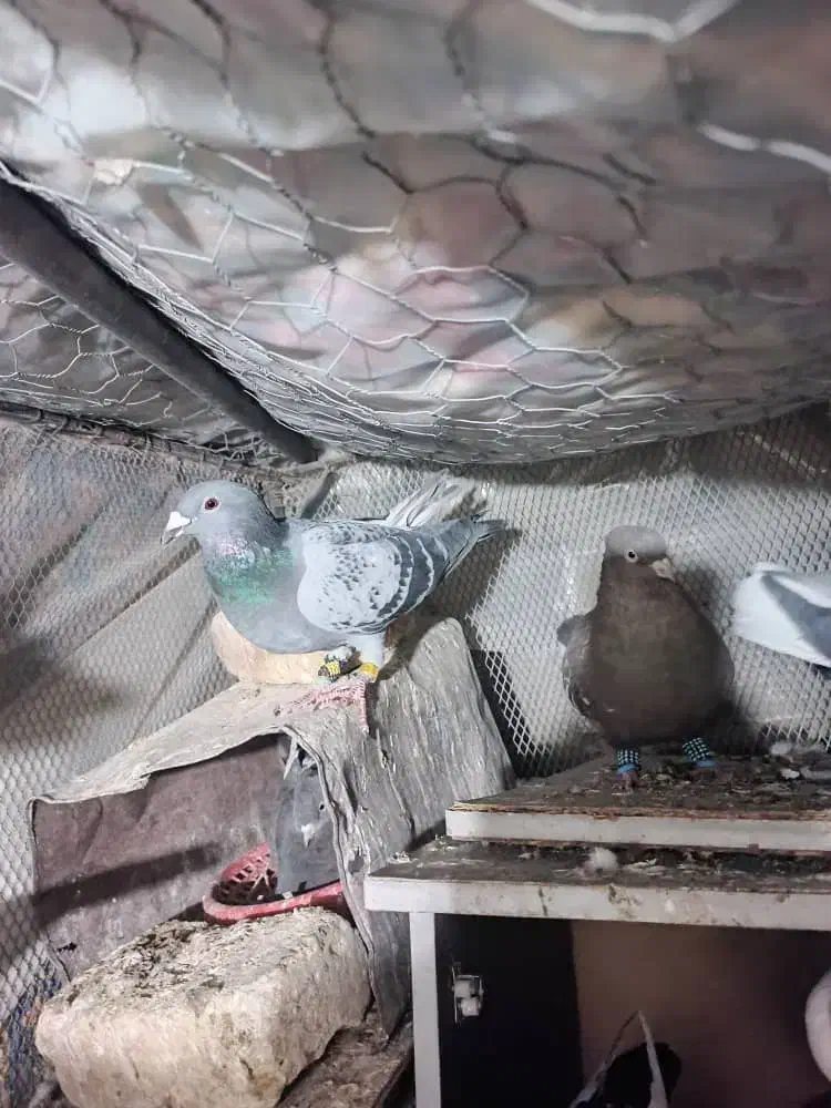 کبوتر رنگی پلاکی|پرنده|داراب, |دیوار