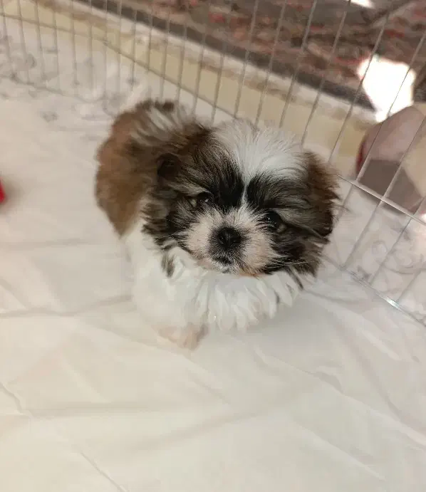 سگ پودل مالتیز مینیاتوری|سگ|قرچک, میرزائی جنوبی|دیوار