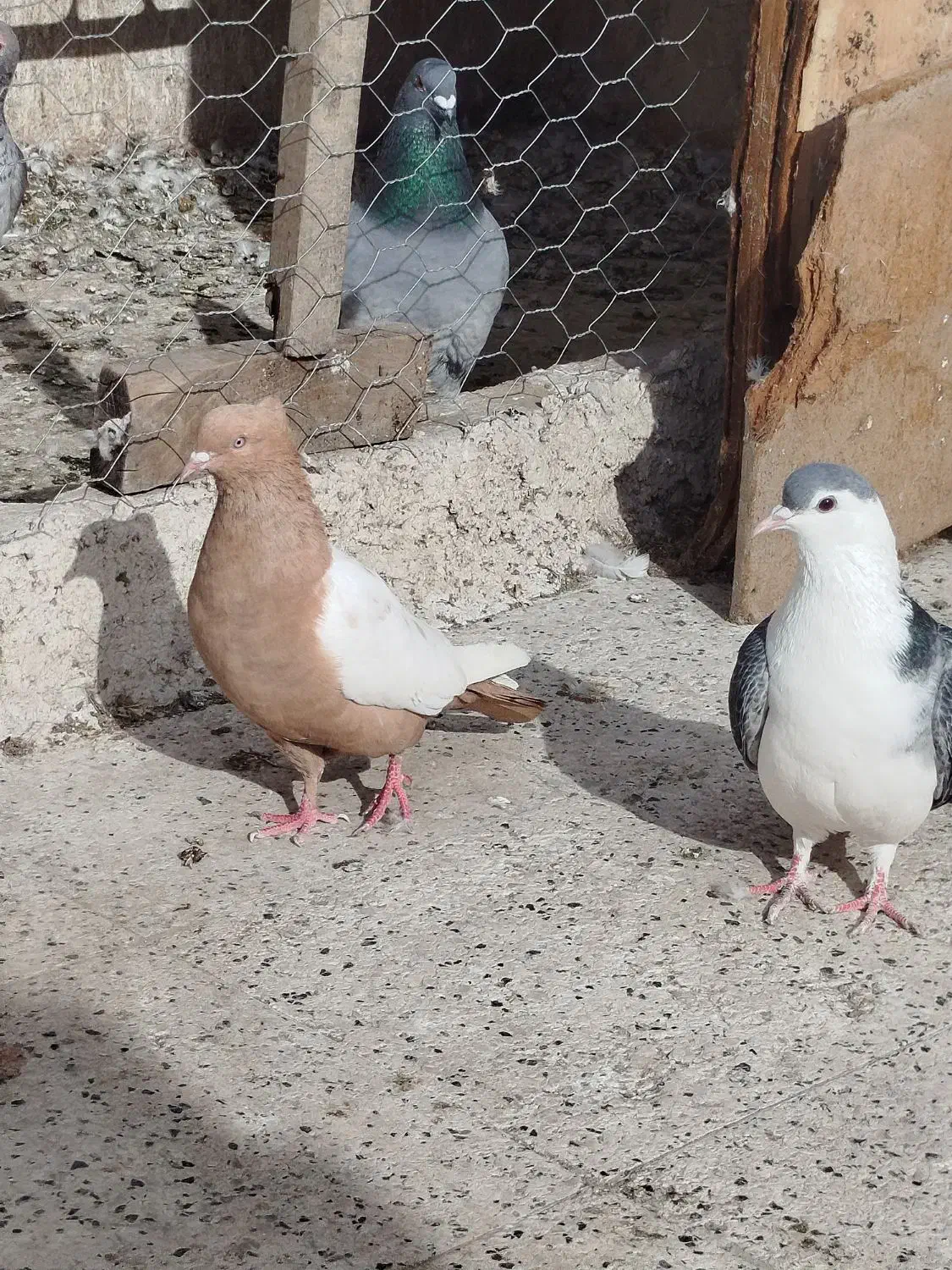 کبوتر پرشی|لوازم جانبی حیوانات|مشهد, کارگران|دیوار