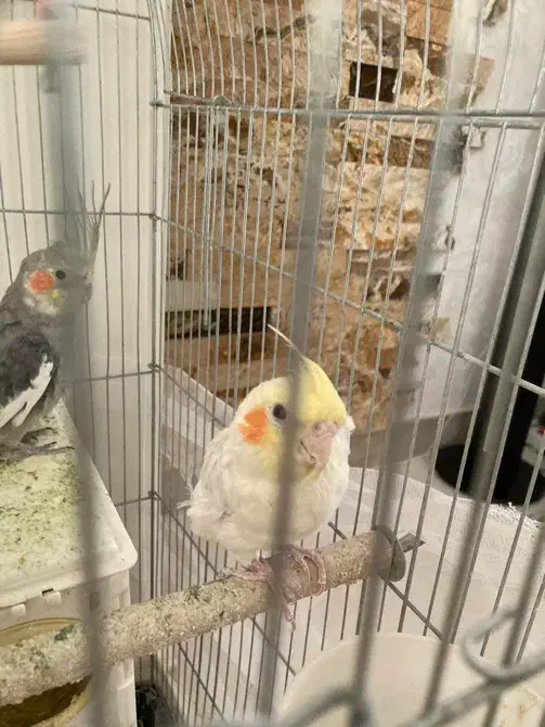 عروس هلندی|پرنده|کرج, کارخانه قند|دیوار