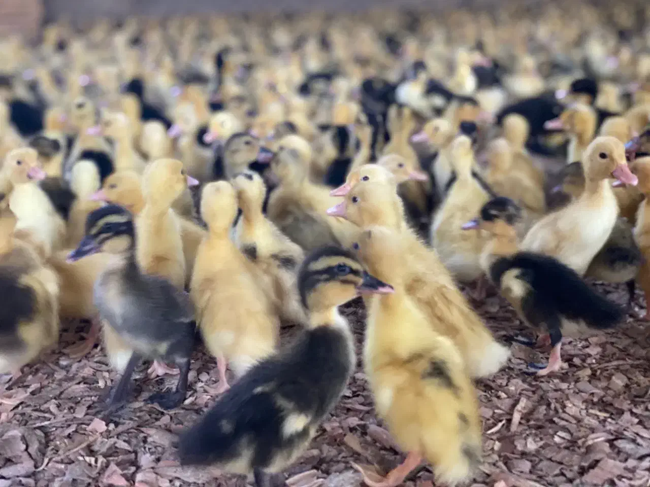 اردک پکنی|حیوانات مزرعه|نجف‌آباد, منتظری جنوبی|دیوار