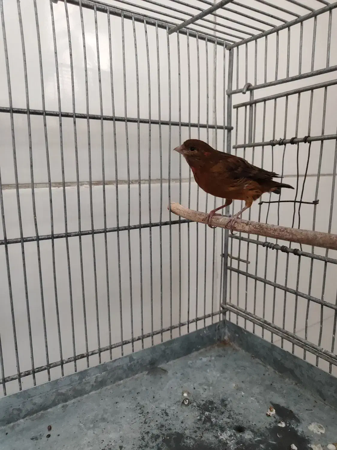 قناری ماده جفتی سهره|پرنده|قدس, شهر‌قدس|دیوار