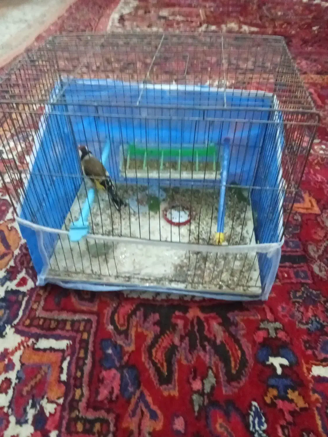 سیرح|پرنده|سهند, |دیوار