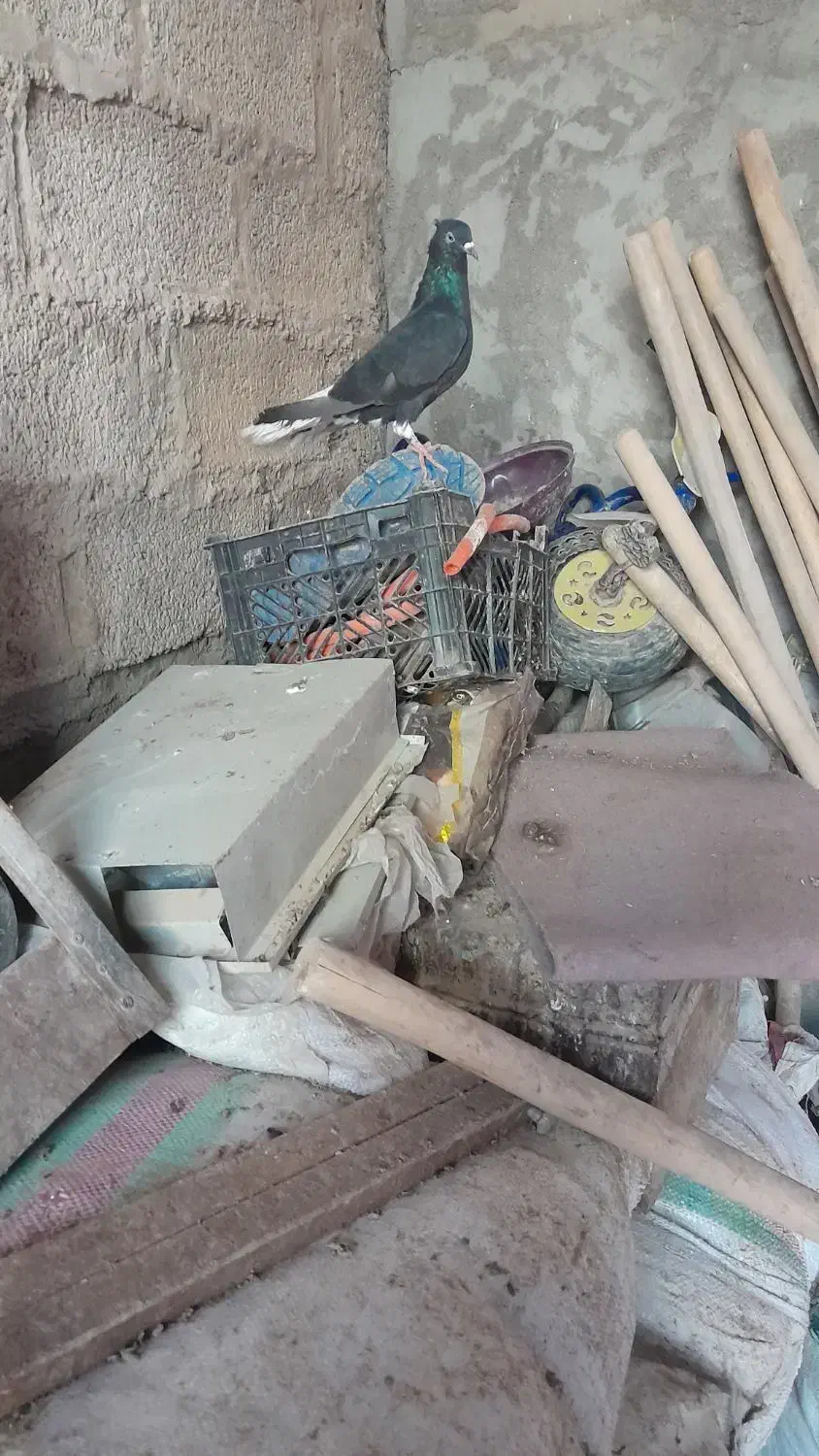 کبوتر اشعل نر|پرنده|کارون, |دیوار